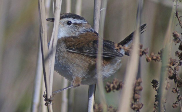 Marsh Wren