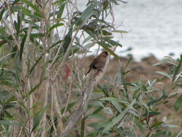 Masked Finch (2)