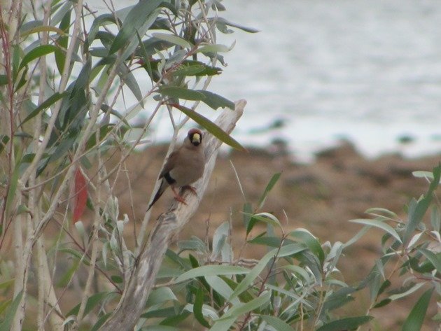 Masked Finch