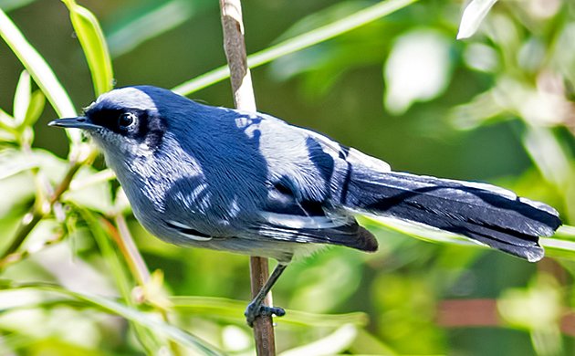 Masked Gnatcatcher Male