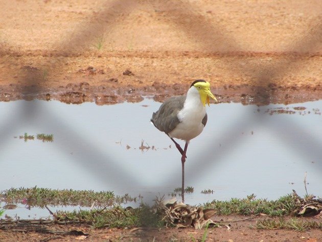 Masked Lapwing (2)