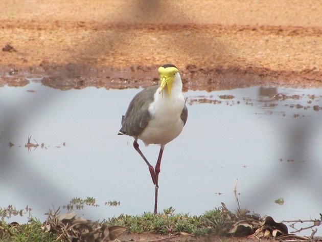 Masked Lapwing (3)