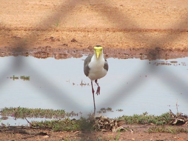 Masked Lapwing