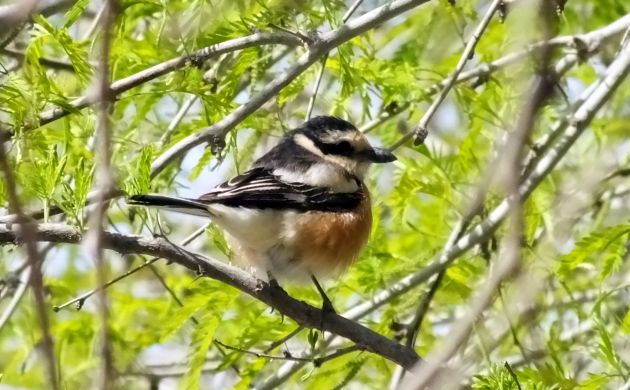 Masked Shrike