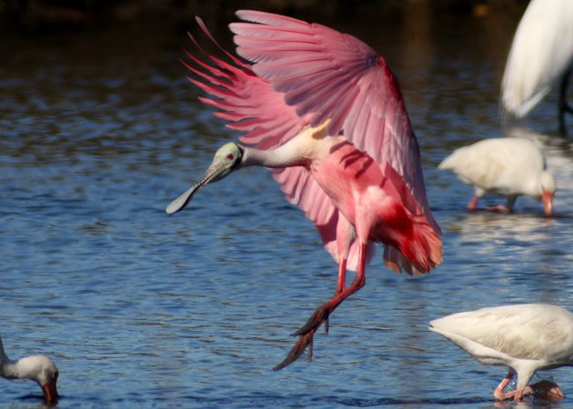 Roseate Spoonbill coming in for a landing