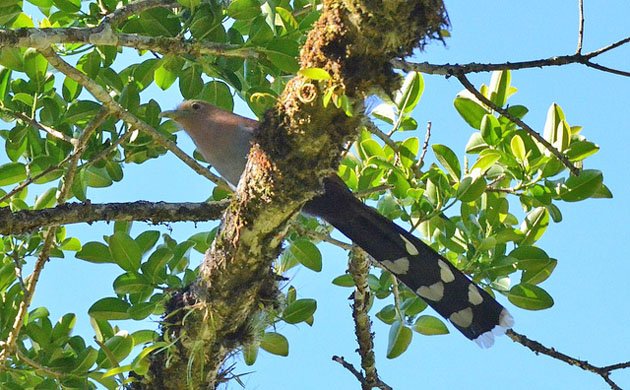 Squirrel cuckoo