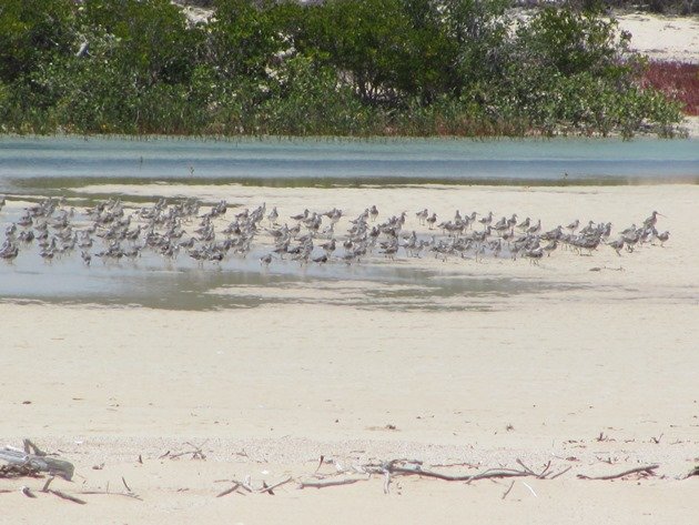 Migratory shorebirds roosting