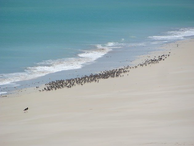 Migratory shorebirds