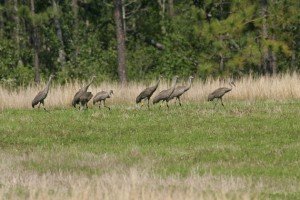 Mississippi_Sandhill_Crane