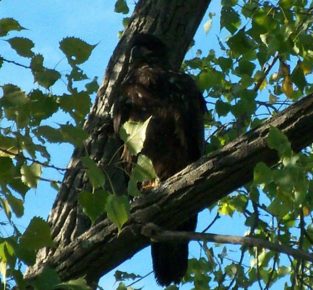 Juvenile Bald Eagle at Lake George by Molly Grattan