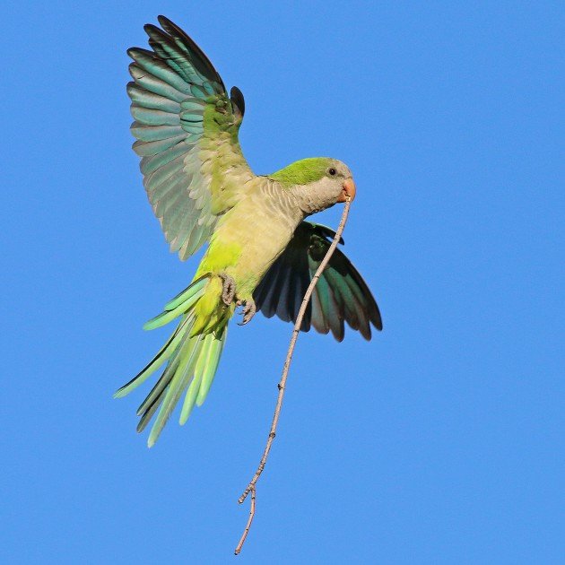 Monk Parakeet carrying a stick