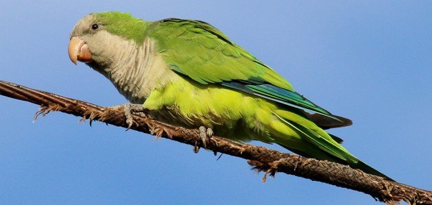 Monk Parakeet in Howard Beach, Queens