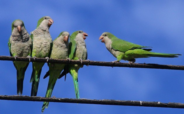 Monk Parakeets