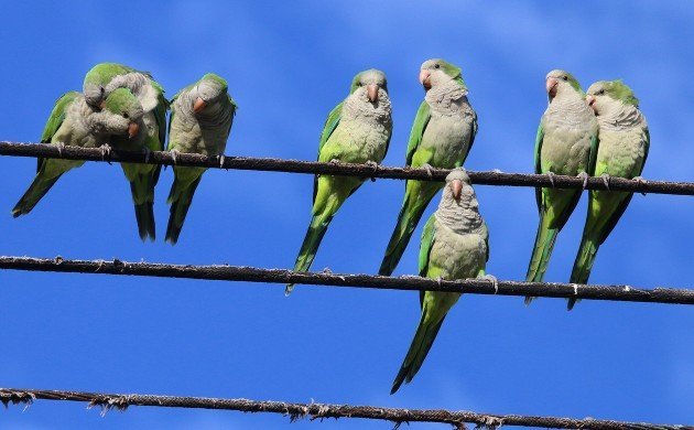 Monk Parakeets on power lines in Howard Beach
