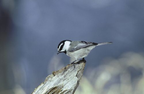 Mountain Chickadee on snag