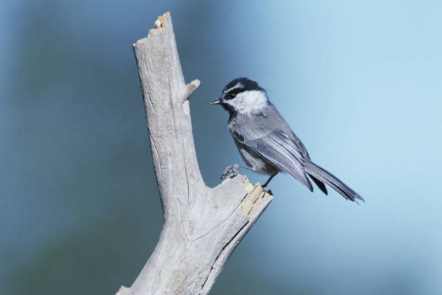 Mountain Chickadee