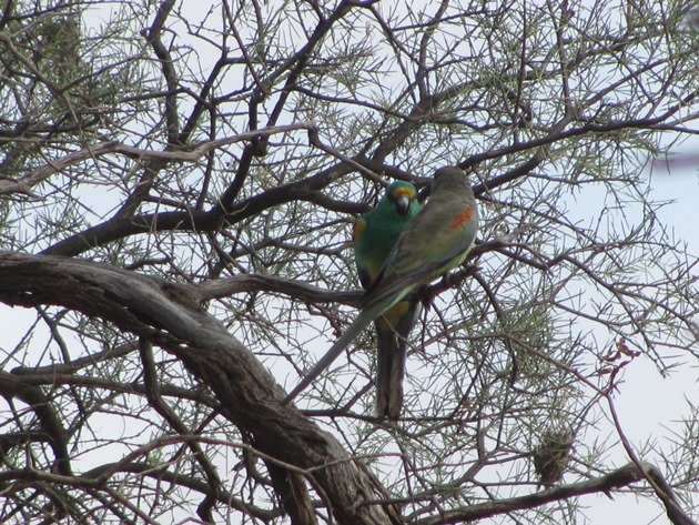 Mulga Parrots