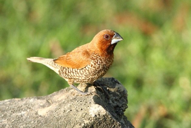 Munia, Scaly-breasted The Menjangan Bali Indo AR-032