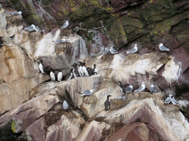 Murres and Kittiwakes