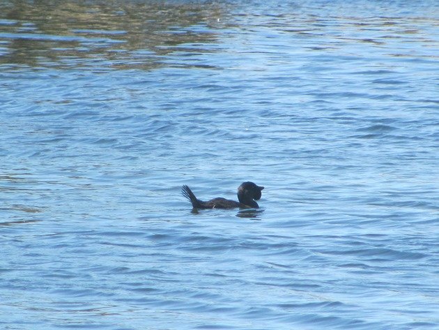 Musk Duck