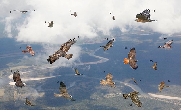 Britain's birds of prey: The Country Life guide to raptors