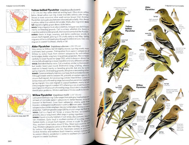 Yellow-bellied Flycatcher NG6