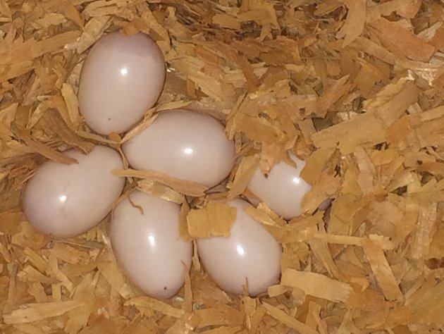 Northern Flicker Eggs