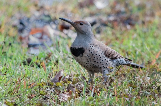 Northern Flicker Female