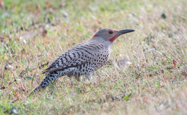 Northern Flicker Intergrade