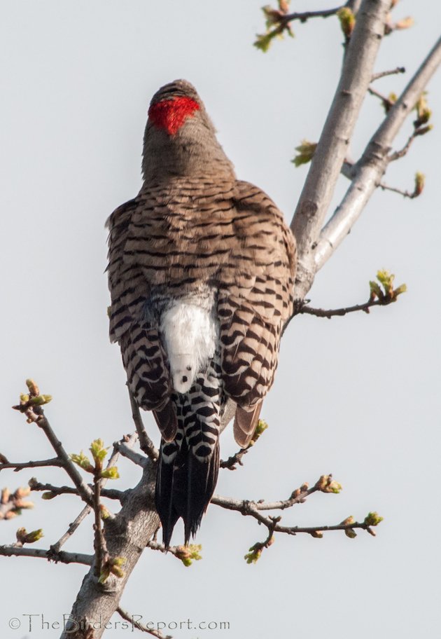 Northern Flicker Intergrade