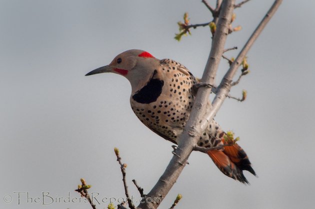 Northern Flicker Intergrade