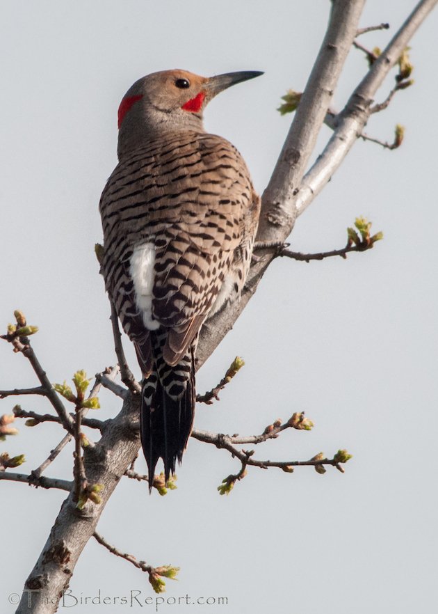 Northern Flicker Intergrade