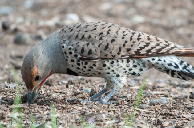 Northern Flicker Male