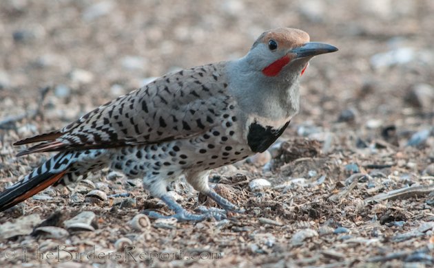 Northern Flicker Male