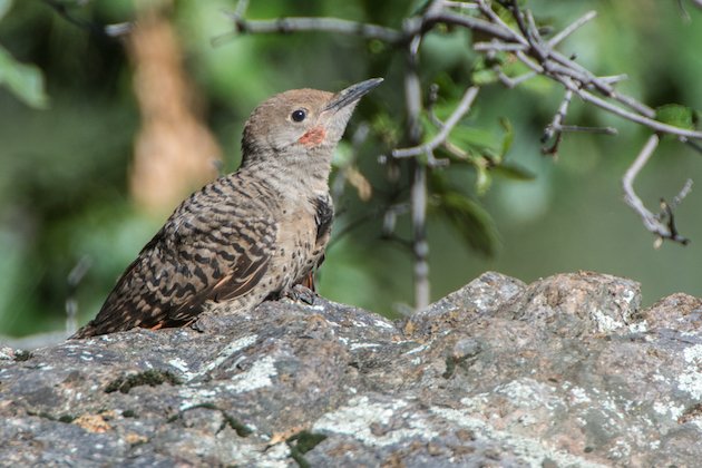 Northern Flicker