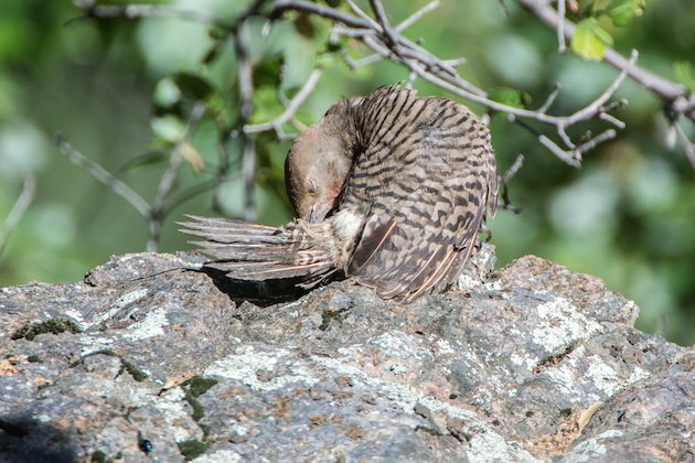 Northern Flicker