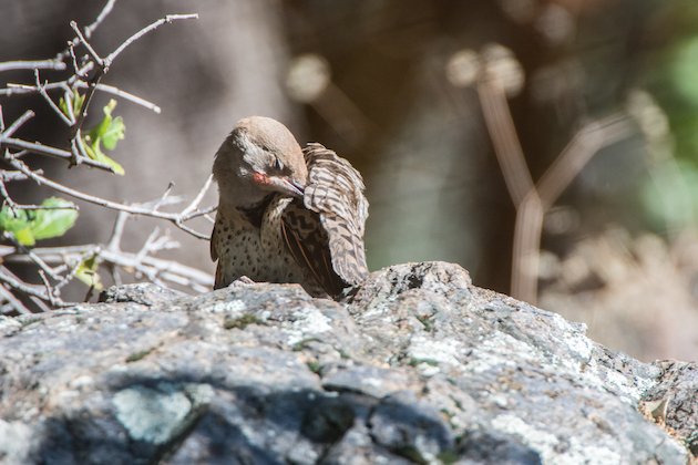 Northern Flicker