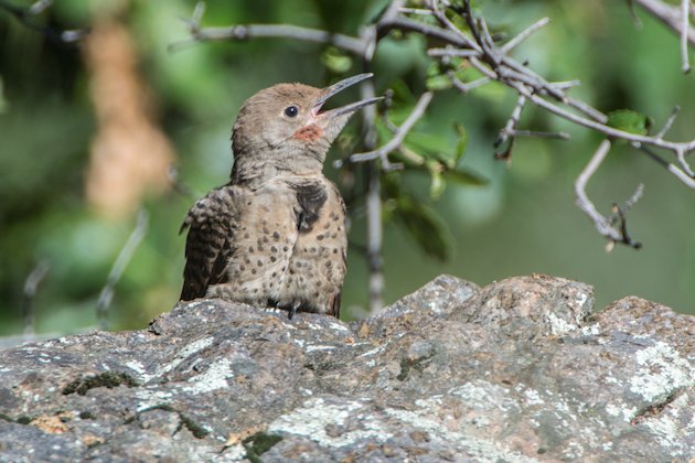 Northern Flicker