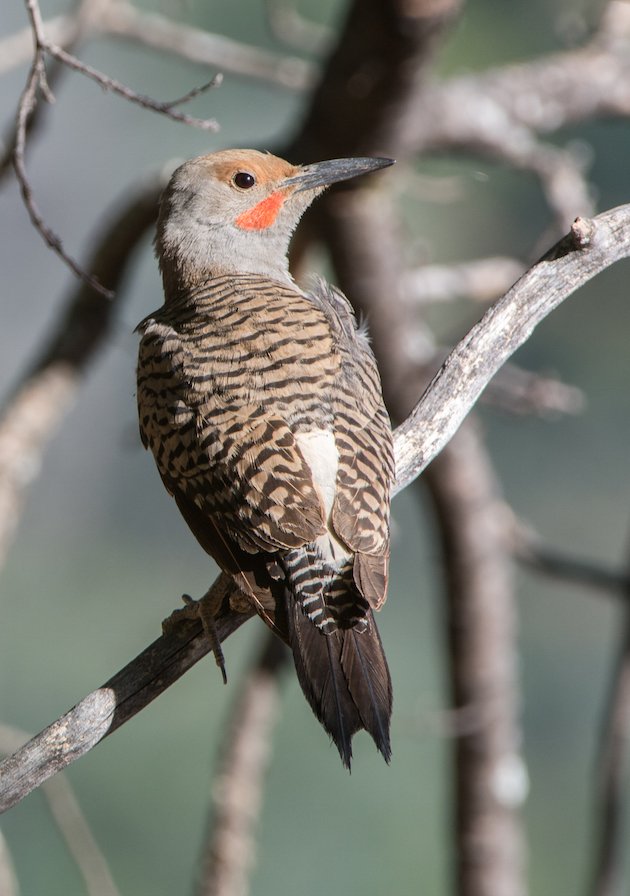 Northern Red-shafted Flicker Male