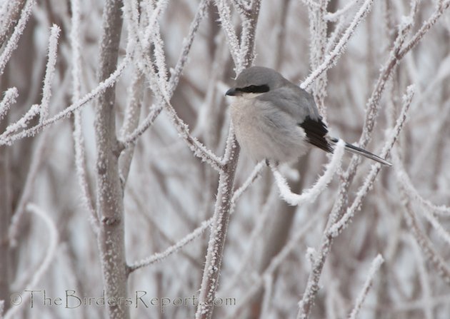 Northern Shrike