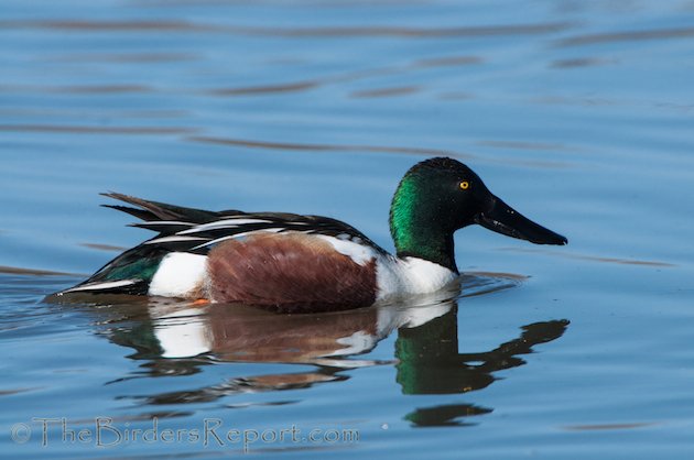 Northern Shoveler Drake