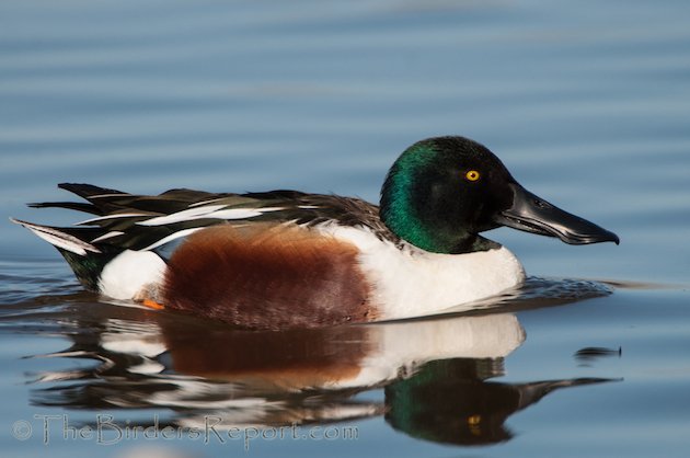 Northern Shoveler Drake