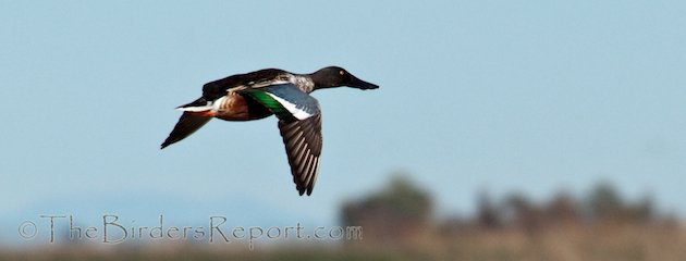 Northern Shoveler Drake