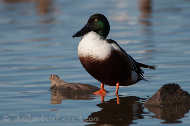 Northern Shoveler Drake