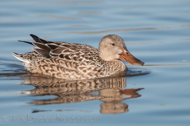 Northern Shoveler Female