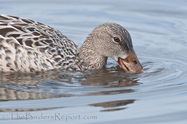 Northern Shoveler Female