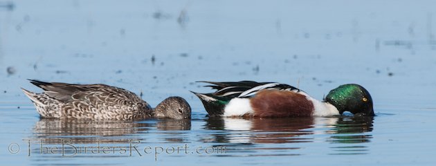 Northern Shoveler Pair