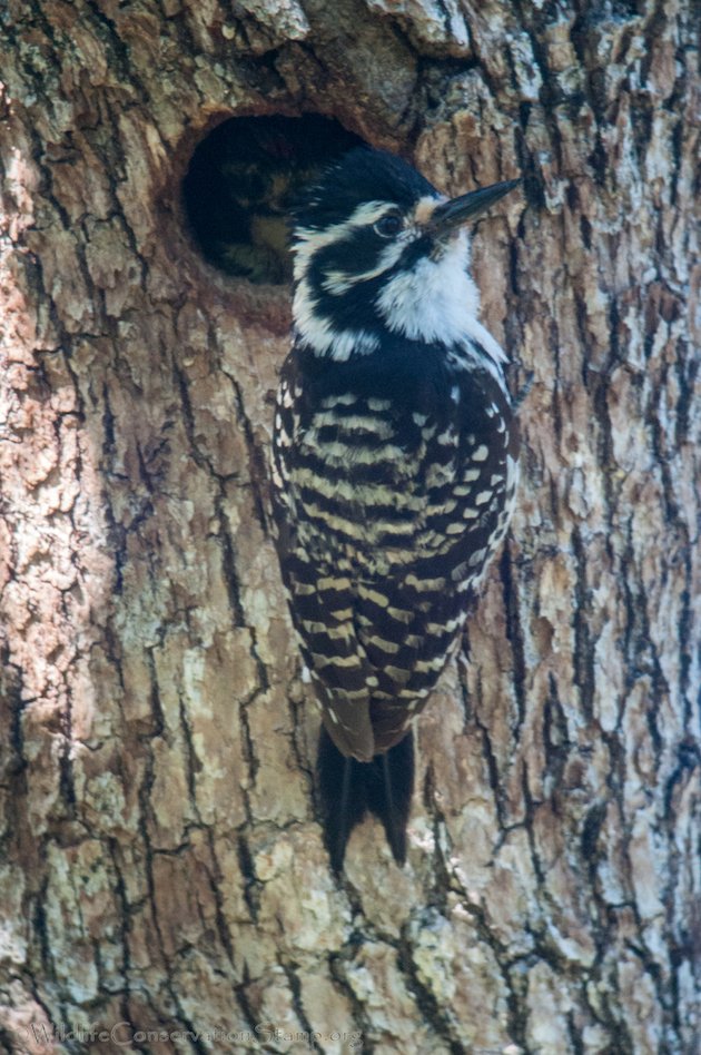 Nuttall's Woodpecker Female Adult