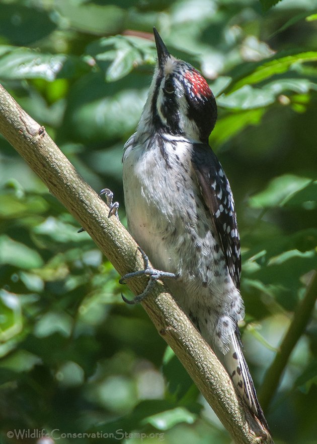 Nuttall's Woodpecker Juvenile