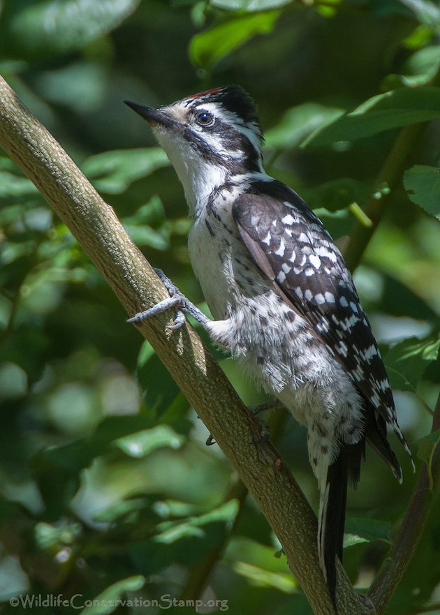 Nuttall's Woodpecker Juvenile
